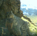 Un leopardo delle nevi trasporta la marmotta che ha appena ucciso.