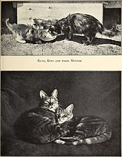 Kuni, Kito and Their Mother