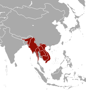 Phạm vi chồn bạc má Nam