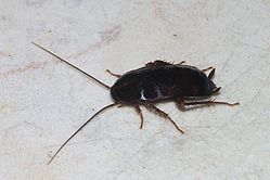 cucaracho