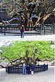 450-year-old Robinia pseudoacacia