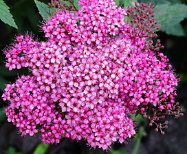 Цветови врсте Spiraea japonica.