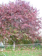 Some trees, such as this American sweetgum at Keokea, Maui, develop bold fall colors in subtropical or tropical areas.
