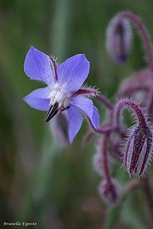 Dettaglio Fiore Borrago Officinalis