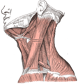 Muscoli del collo, visione laterale