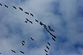 Kraniche (Grus grus) auf ihrem Weg nach Norden, Spanien 2008