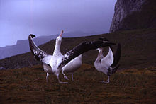 Three massive birds stand on low grasslands, the closest bird has its long wings outstretched and its head pointing upward