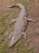 תנין היאור Crocodylus niloticus ‏ (צלם: אני)