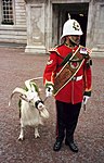 Mascot and Goat Major of the Royal Regiment of Wales, 1999