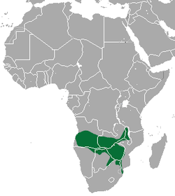 Distribución de la mangosta de Selous