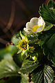 Strawberry flowers and developing fruit
