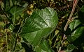 Маљаве младе гранчице и листови