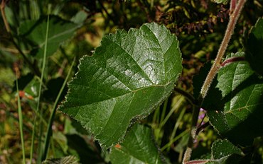 downy leaves