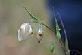 Calochortus albus kuuluu Pulchelli-ryhmään, jossa useilla lajeilla on tyypillisesti nuokkuvat pallomaiset kukat.