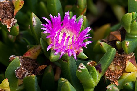 Carpobrotus rossii, by JJ Harrison