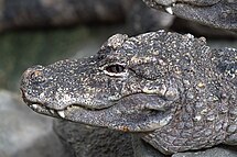Aligator Cina (Alligator sinensis)
