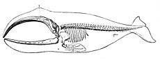 弓头鲸骨架繪畫，出自1894年英格兰博物學家莱德克的著作《皇家自然史》（英文：Royal Natural History）第三卷