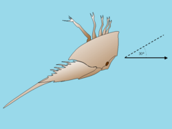 Horseshoe crabs normally swim upside down, inclined at about 30° to the horizontal and moving at about 10–15 cm/s.[34][35][36]