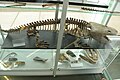 Esqueleto de Metoposaurus diagnosticus krasiejowensi en el Museo Krasiejówen Polonia.
