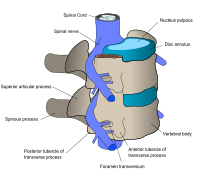 The nerve and bone components of the vertebrae