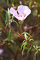 Lokanka líbezná (Clarkia amoena)