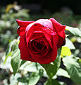 Konrad Adenauer-rosen, utviklet av virksomheten Rosen Tantau i 1953.