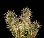 Euphorbia ferox är en av de taggigare i släktet.