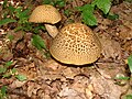 Leccinum crocipodium