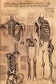 анатомічний малюнок кістяку