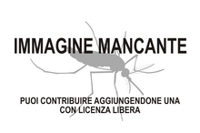 Immagine di Pseudoyersinia brevipennis mancante