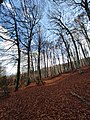 Οξιές (Fagus sylvatica) στον Κίσσαβο στα τέλη του φθινοπώρου