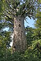 Image 29Tāne Mahuta, the biggest kauri (Agathis australis) tree alive, in the Waipoua Forest of the Northland Region of New Zealand. (from Conifer)