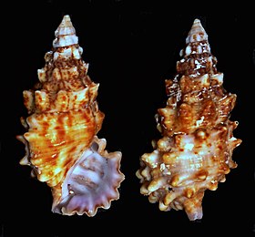 Cerithium echinatum, família Cerithiidae