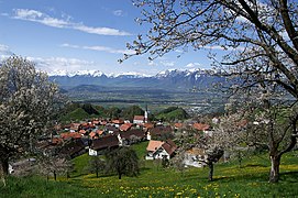 Village de Fraxern avec cerisiers en fleur ; en arrière plan, la vallée du Rhin et les Alpes suisses.