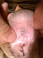 Inglise hurda kõrv märgistatud tatoveeringuga