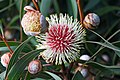 Hakea laurina, by Noodle snacks