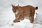 Ipar-katamotza (Lynx lynx)
