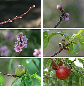 Tüysüz şeftalinin (Prunus persica) meyve verme aşamaları (Üreten:Jjron)