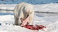 Белый медведь ест морского зайца (Шпицберген, Норвегия)