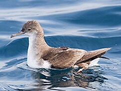 Fluttering shearwater