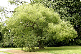 Общий вид взрослого дерева
