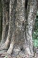 Trunk at Botanical Gardens, Kolkata, West Bengal, India.