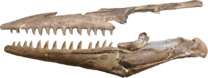 A photograph of a partial mosasaur skull