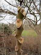 Photographie en couleurs du détail d'une branchette, montrant de larges cicatrices foliaires surmontées des bourgeons.