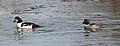 male and female goldeneye, Rideau River, Ottawa