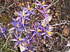 Calectasia grandiflora