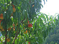 Dagomys peach tree