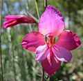 Gladiolus illyricus, una specie europea che mostra dei fiori zigomorfici (bilateralmente simmetrici).