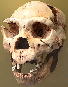 2. estaia: Neandertal goiztiarra, agian Homo heidelbergensis (Miguelón, orain dela 430.000 urte).