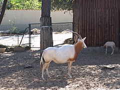 Un oryx algazelle et son petit.